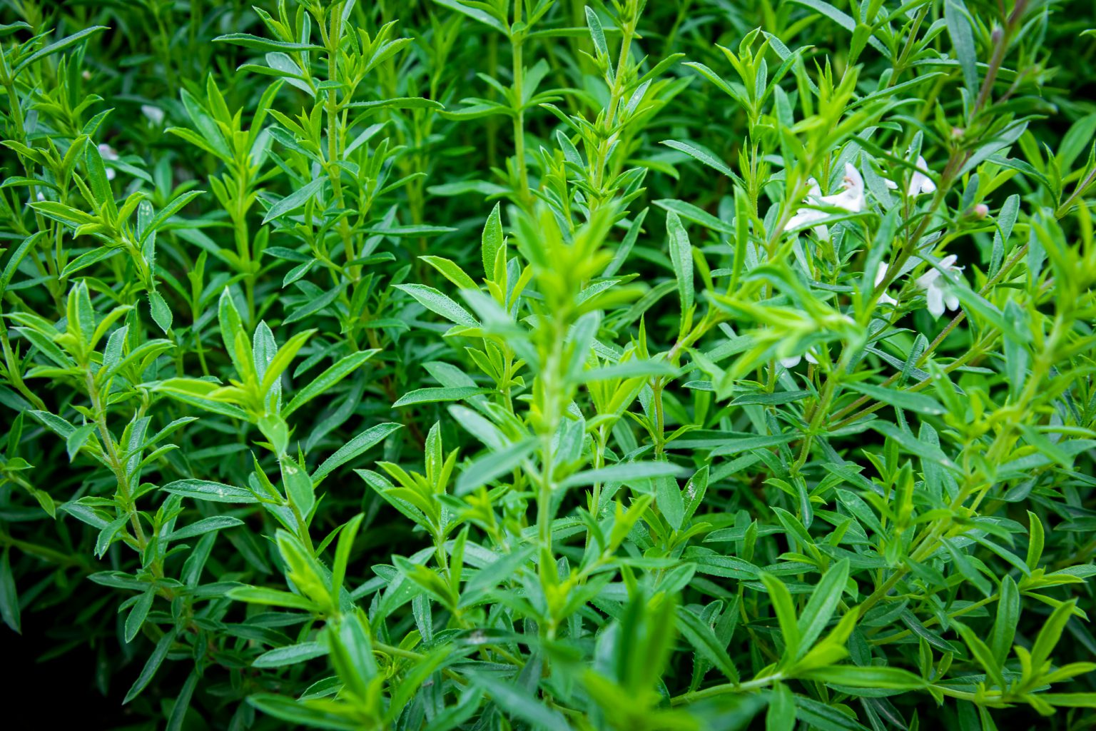 Bergbonenkruid Kruidendorp